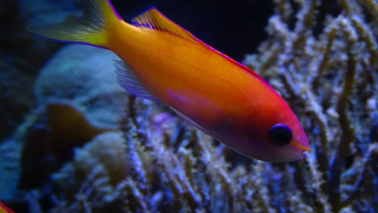 Peach Fairy Basslet