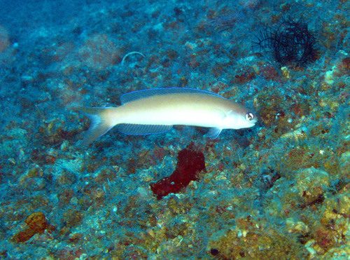 Yellow-Spotted Tilefish