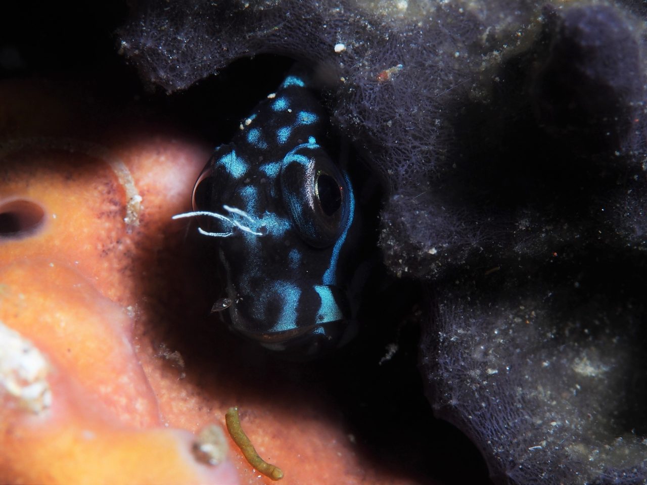 Black Combtooth Blenny