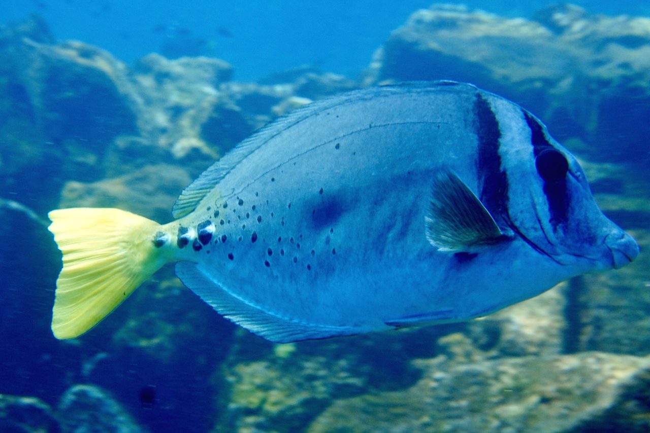 Spotted Prionurus