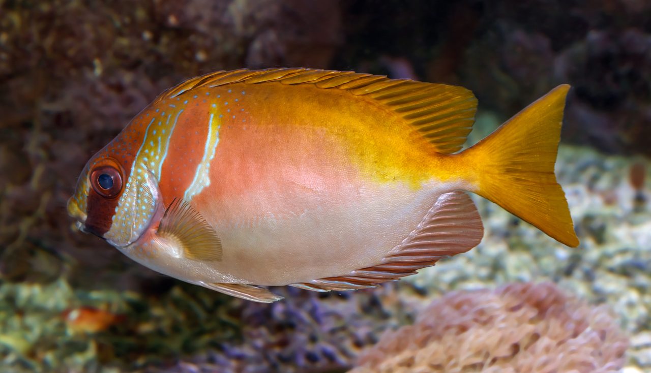 Virgate Rabbitfish