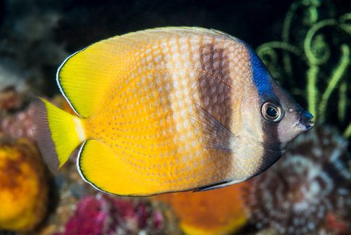 Orange Butterflyfish