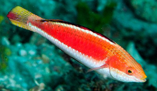Conde's Fairy Wrasse
