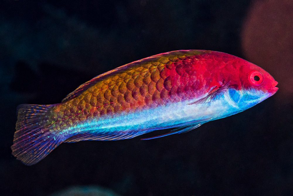 Ruby Head Fairy Wrasse