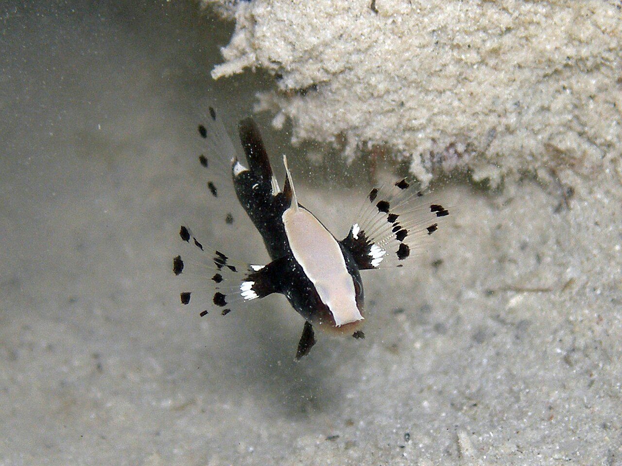 Whitecap Goby