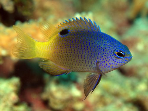Tracey's Damselfish