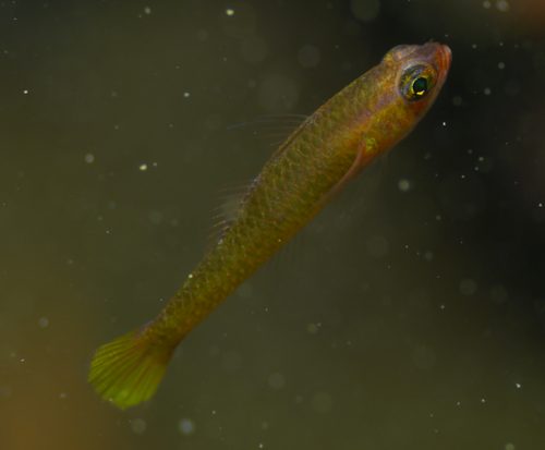 Biota Captive-Bred Yellow Trimma Goby