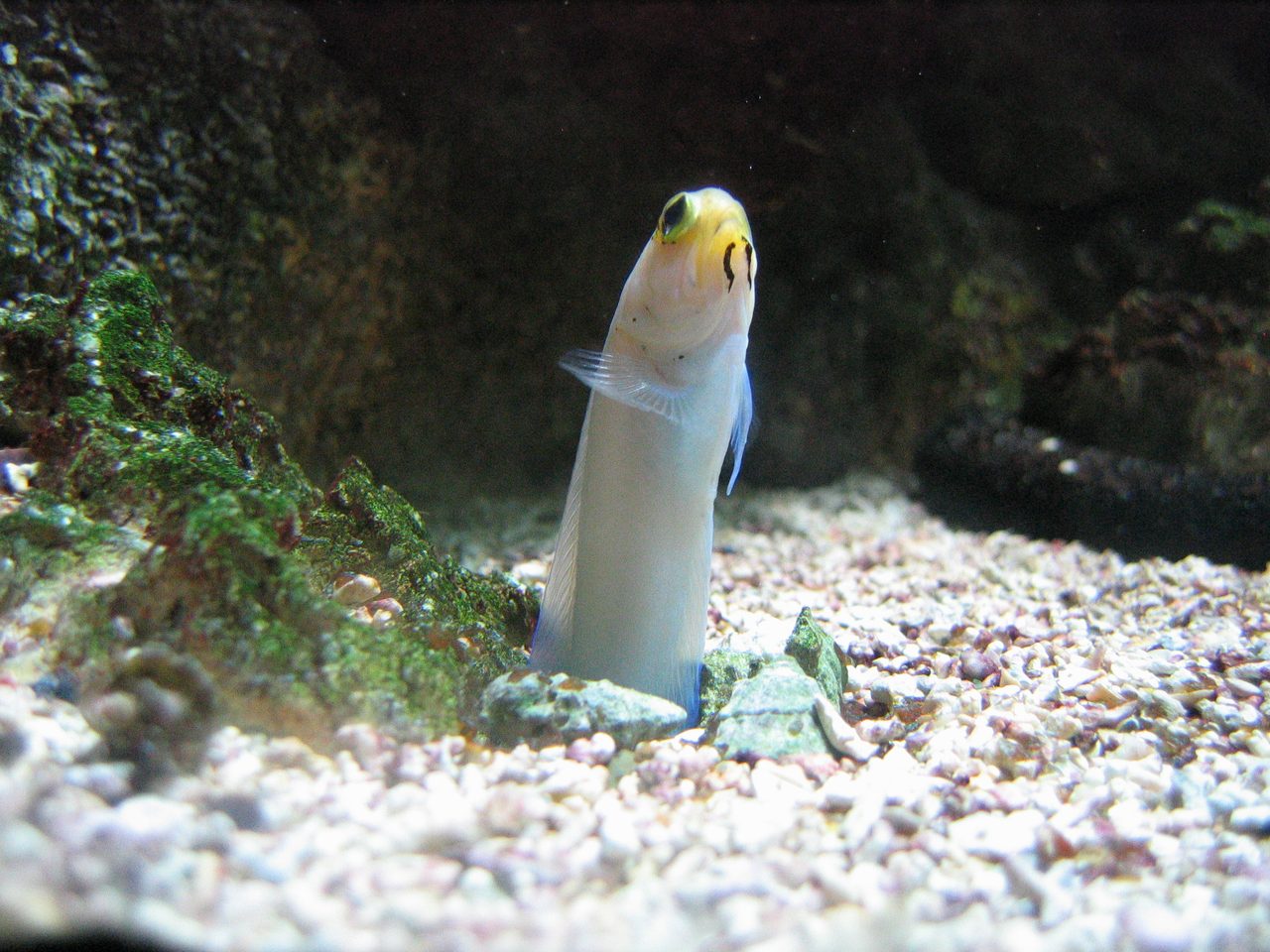 Yellow-Head Jawfish