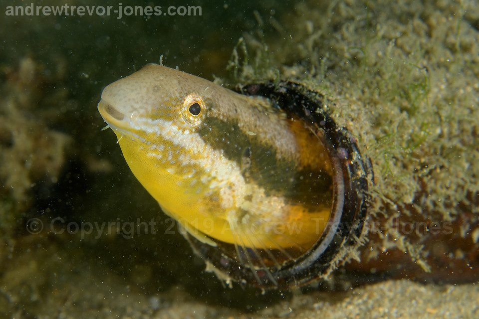 Thepass' Blenny