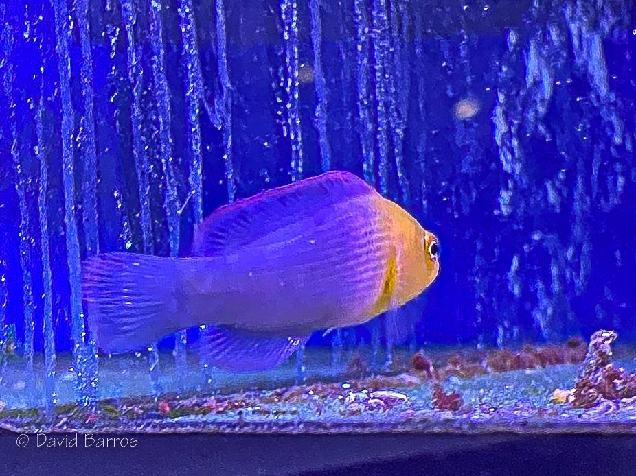 Dilectus Dottyback