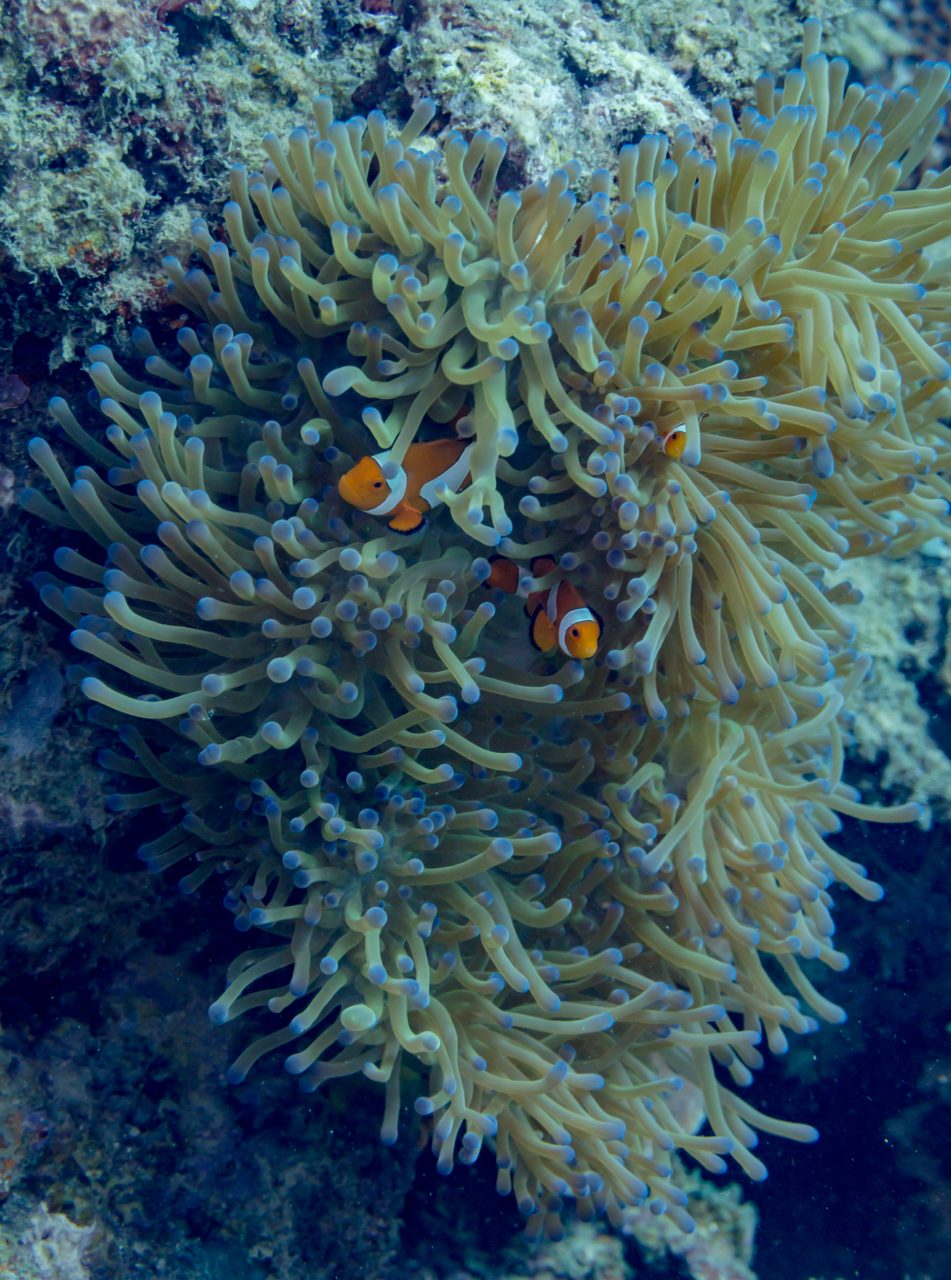 Naked Clownfish