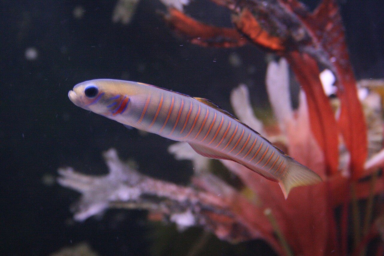 Lined-Fin Dartfish