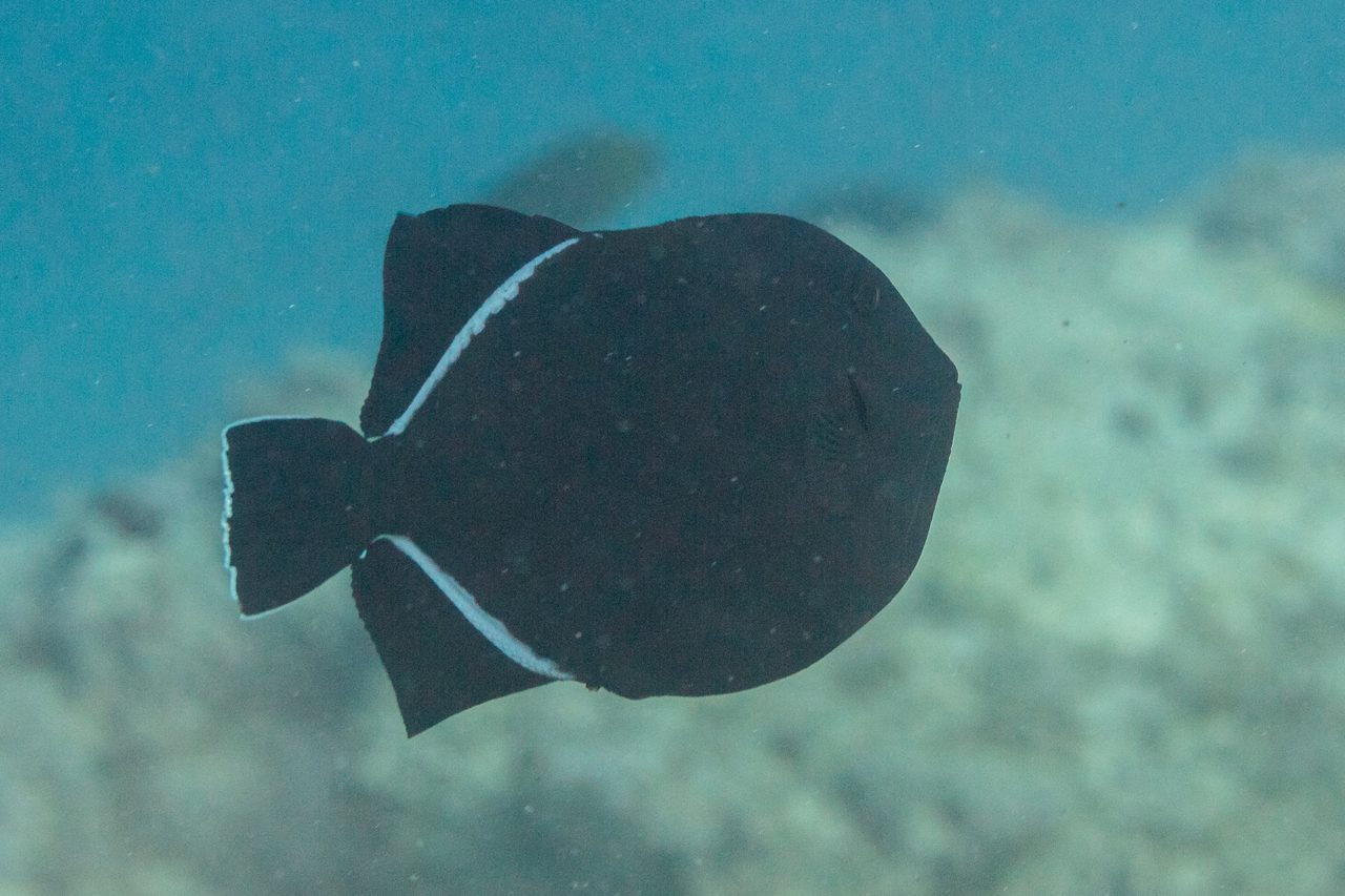 Indian Triggerfish