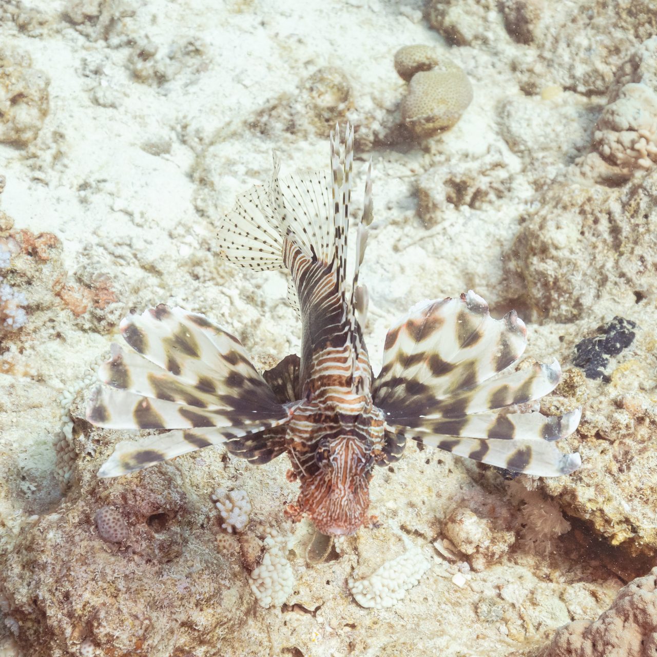Miles Lionfish