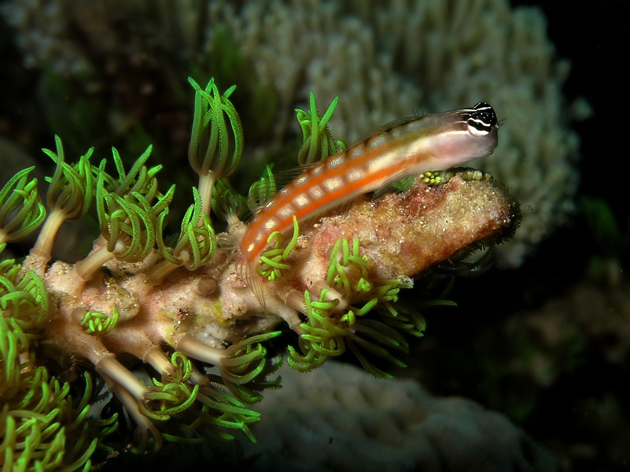 Brown Coral Blenny