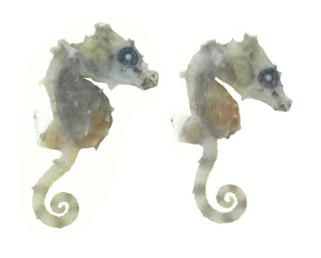 Satomi's Pygmy Seahorse