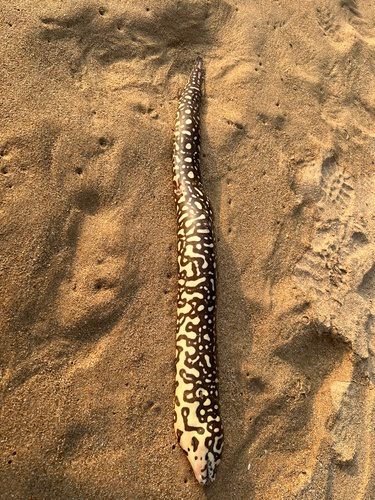 Yellow Spotted Moray 'Skeletor' Eel