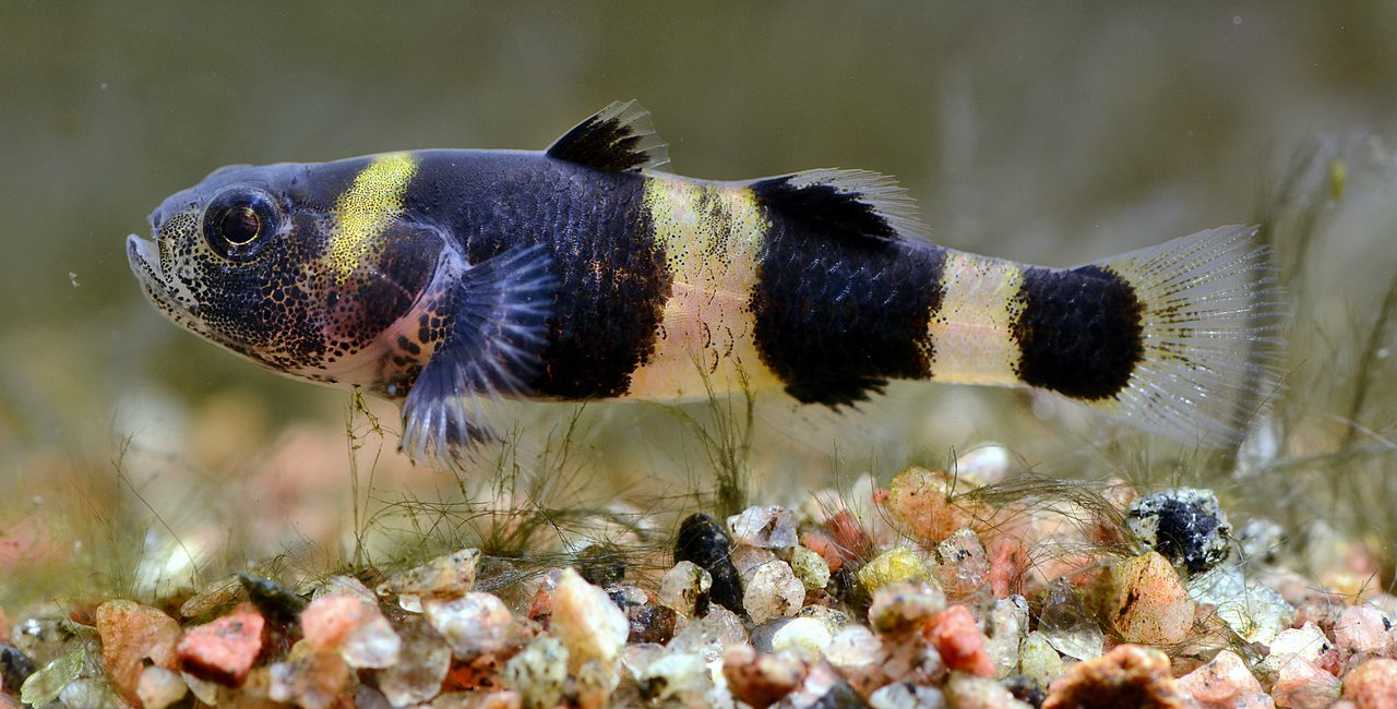 Bumble Bee Goby