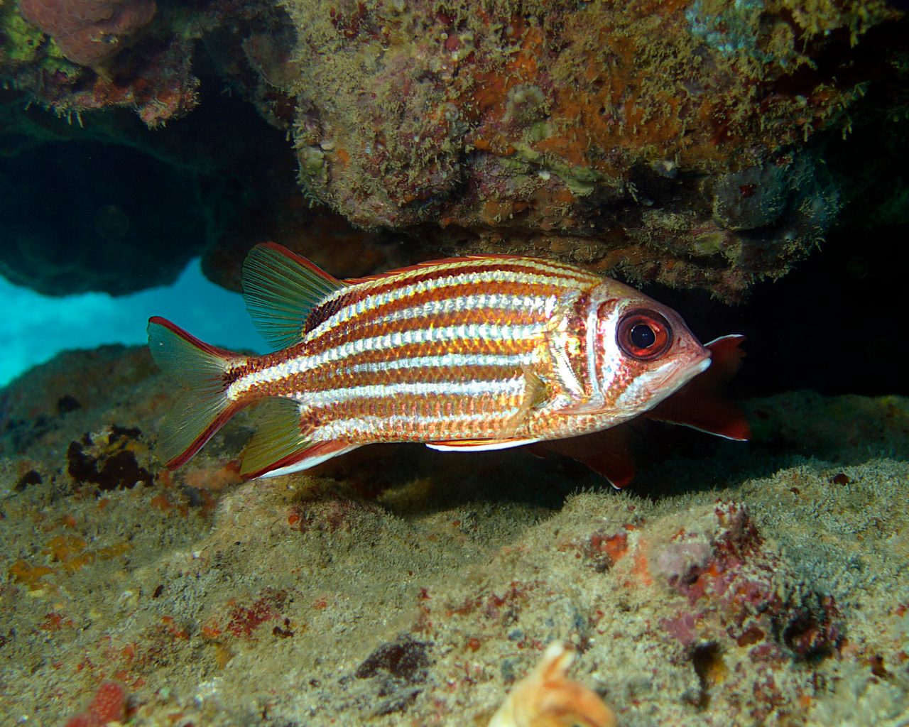 Red Squirrelfish