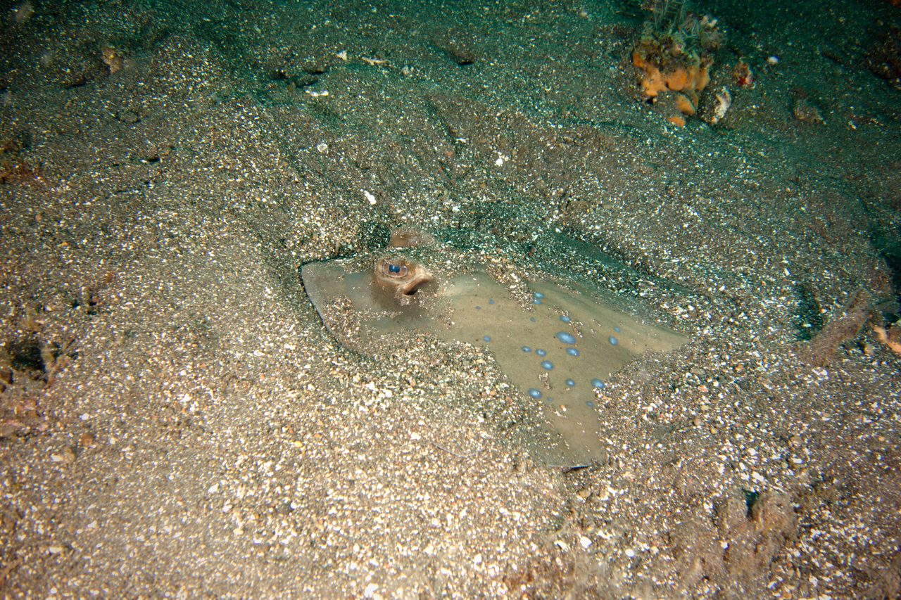 Blue-Spotted Stingray