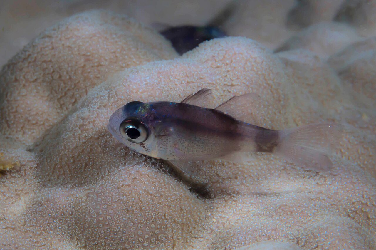 Samoan Cardinalfish