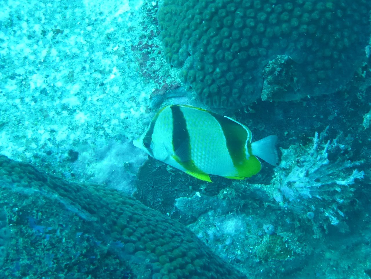 Three Banded Butterflyfish