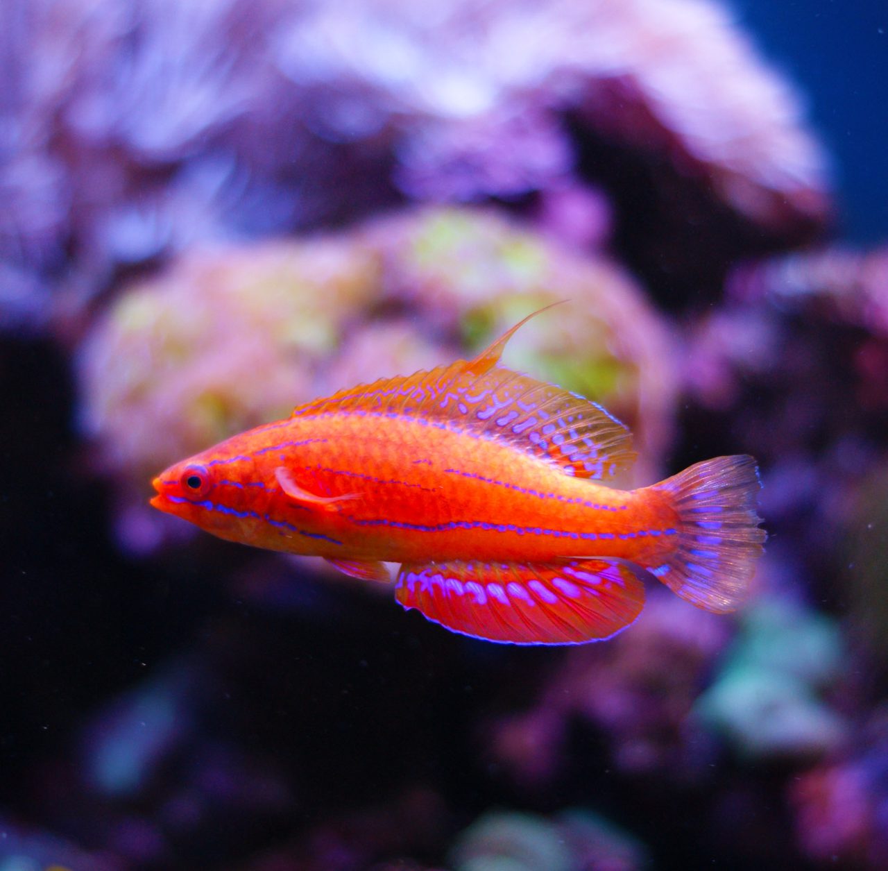 Yellow-tail Flasher Wrasse