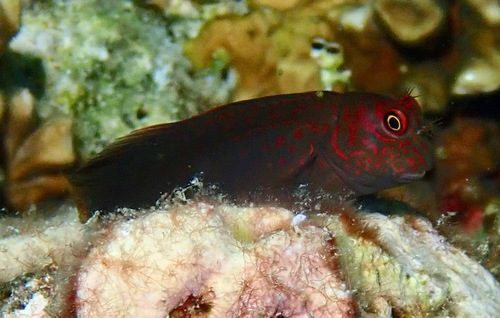 Filamentous Blenny