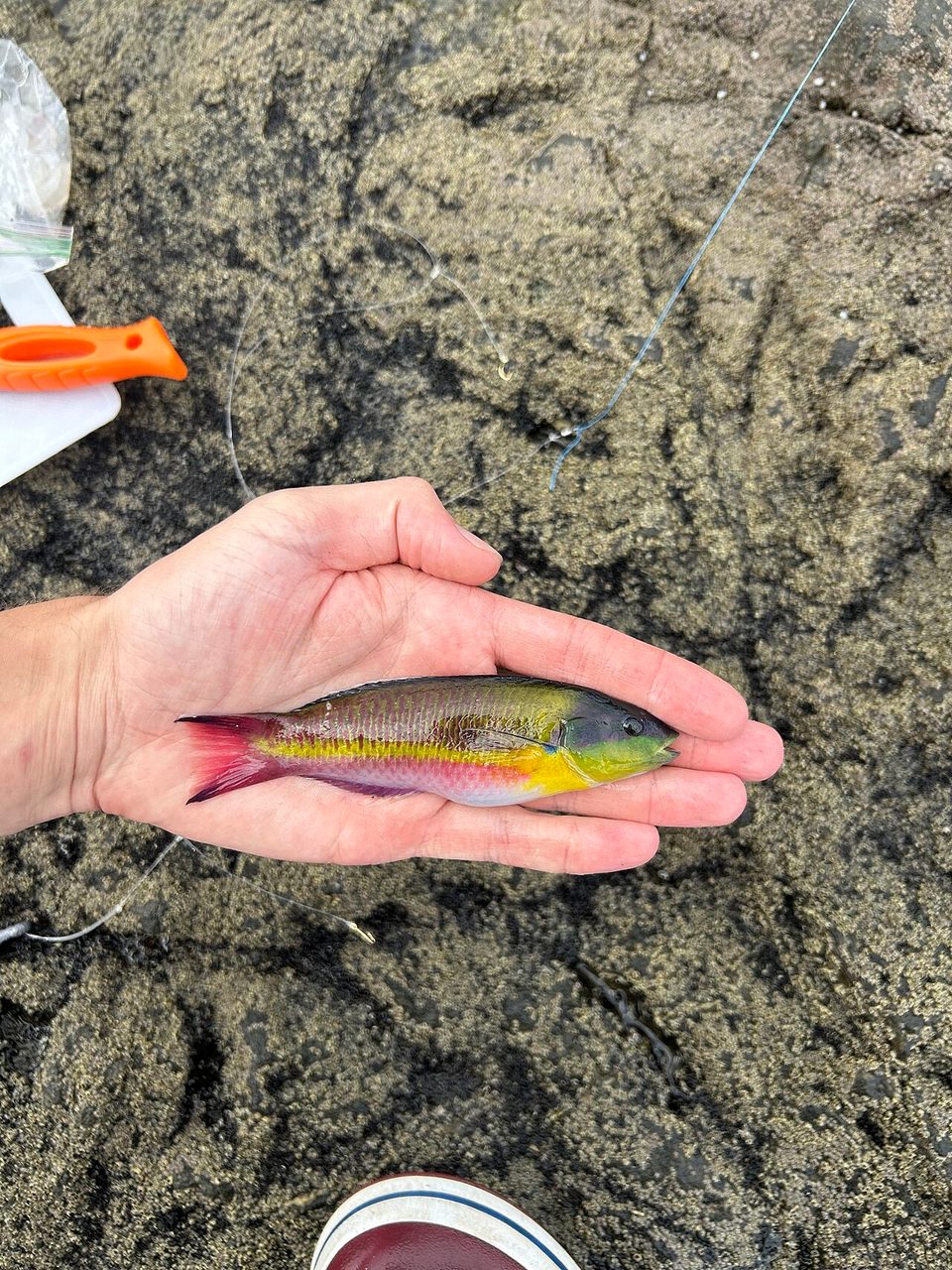 Paddlefin Wrasse