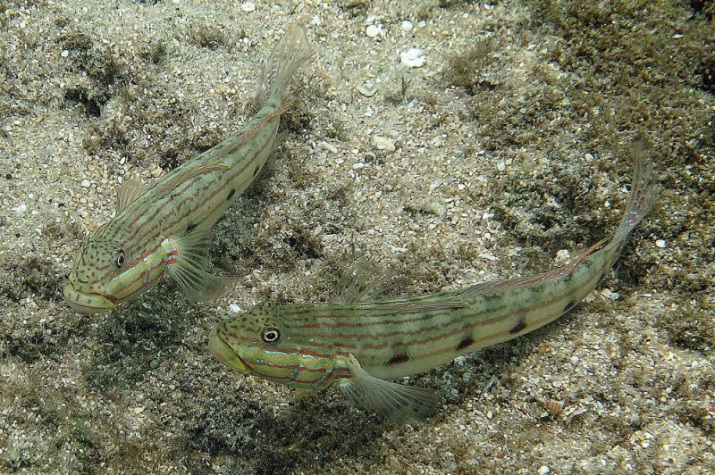 Sleeper Striped Goby