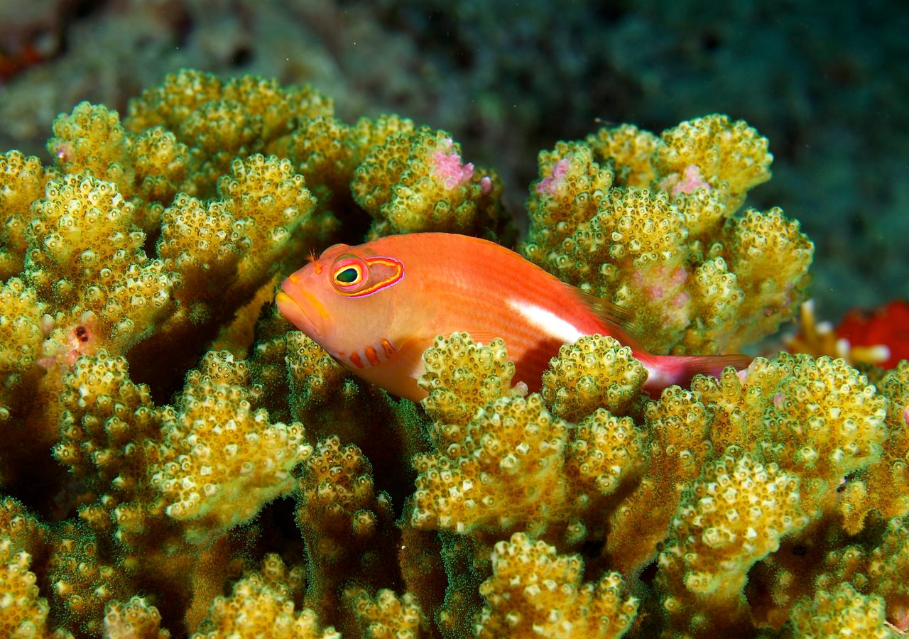 Arc-Eye Hawkfish