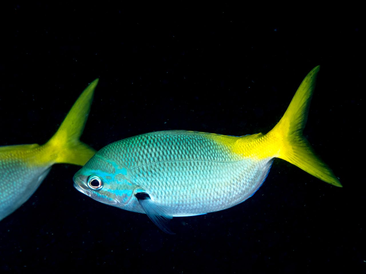 Redbelly Yellowtail Fusilier