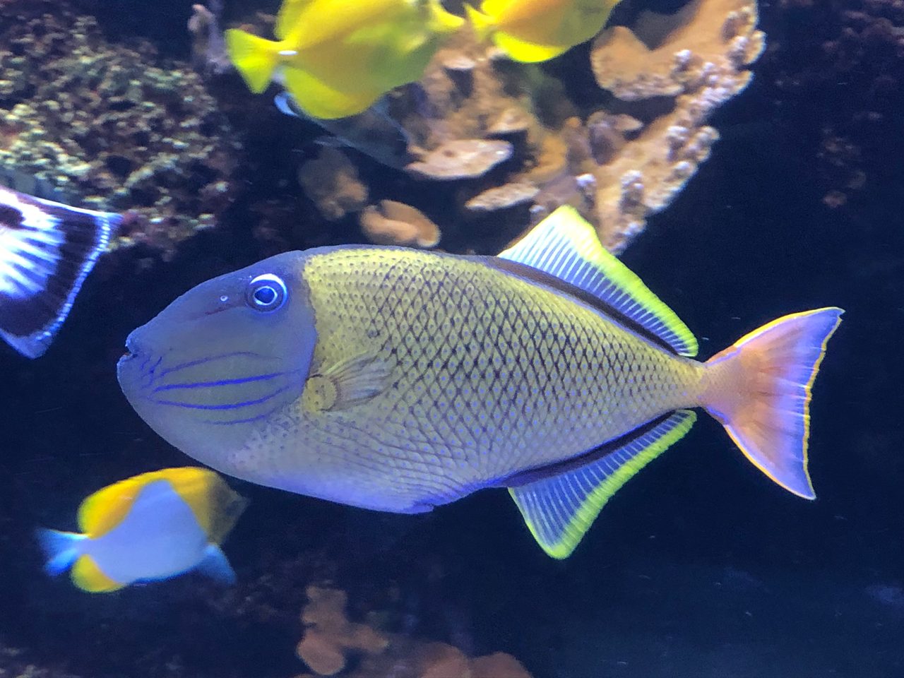 Crosshatch Triggerfish