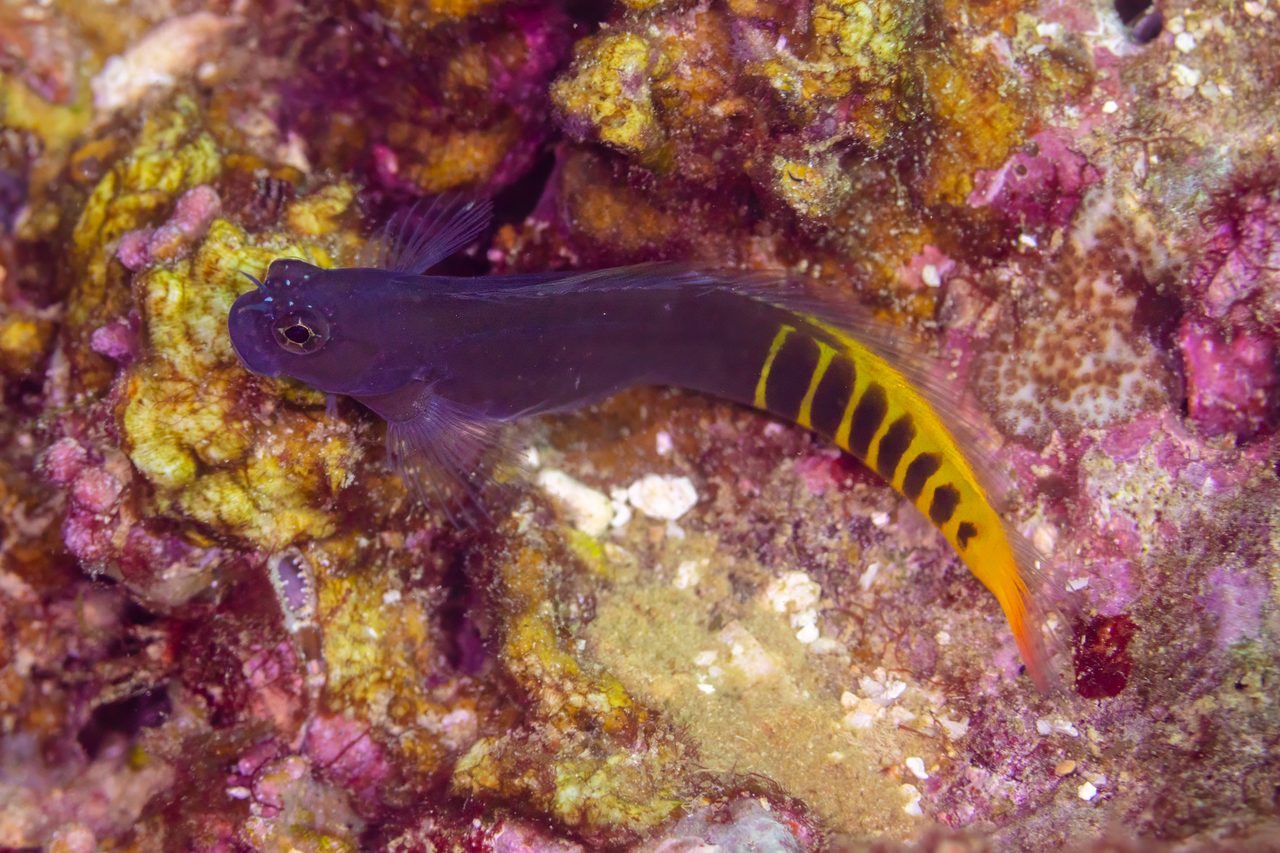 Beautiful Combtooth Blenny