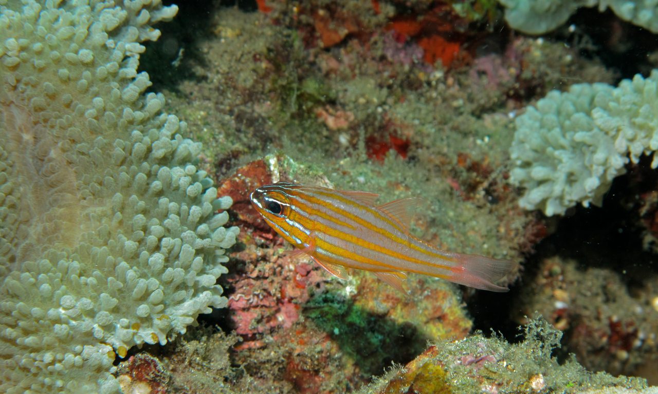 Yellow-Striped Cardinalfish