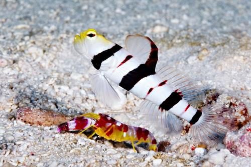 Dracula Goby