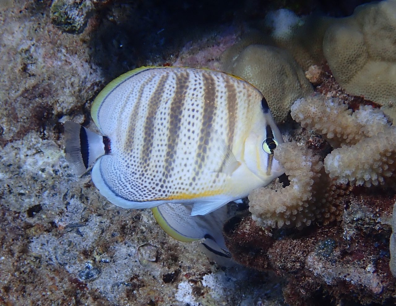 Multiband Butterflyfish