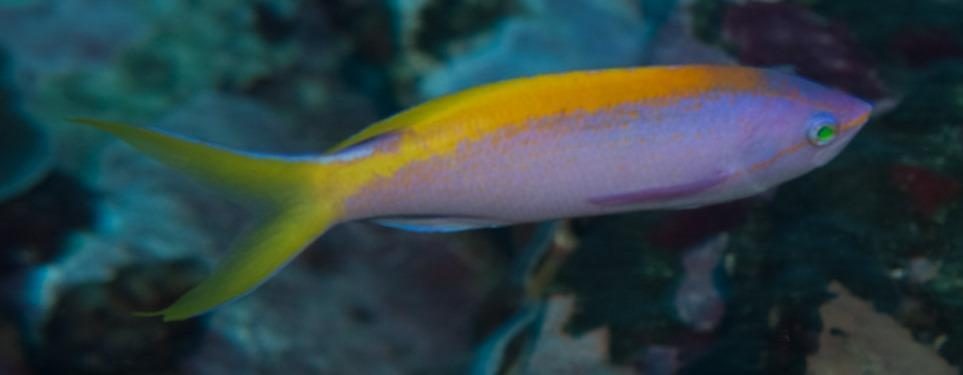 Smooth Anthias