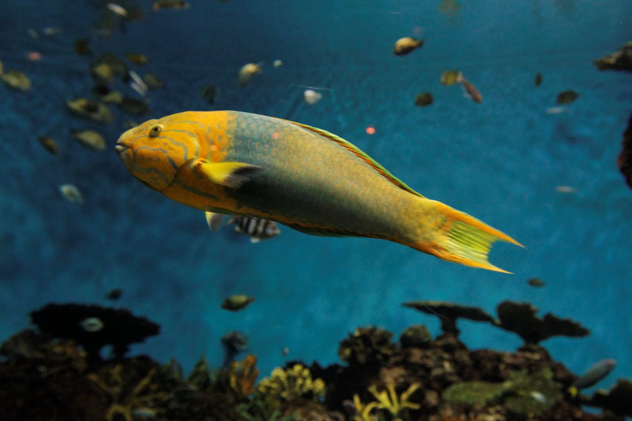Banana Wrasse