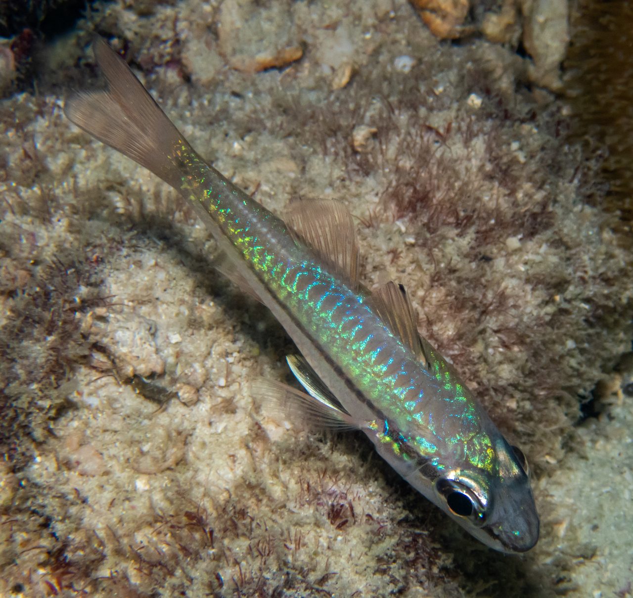 Bridled Cardinalfish
