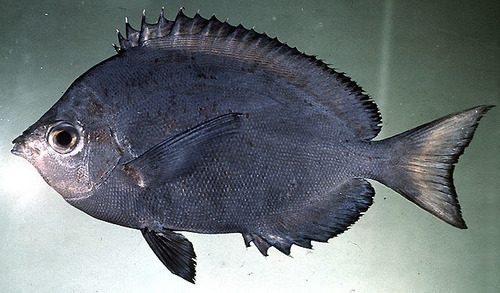 Many-Spined Butterflyfish