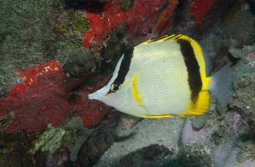 Marcella Butterflyfish