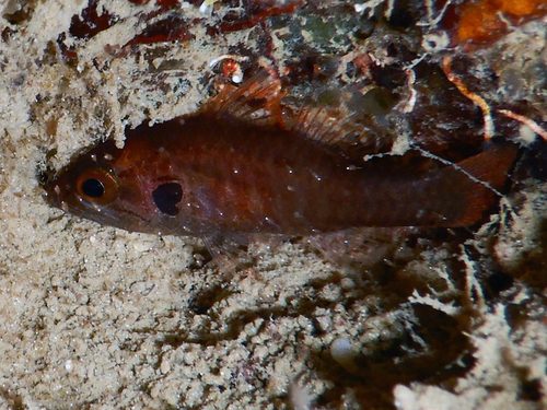Marbled Cardinalfish