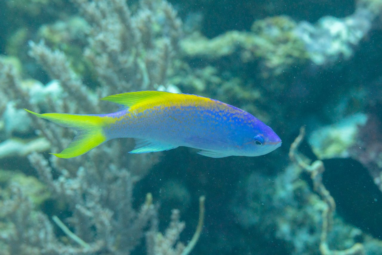 Yellowfin Anthias