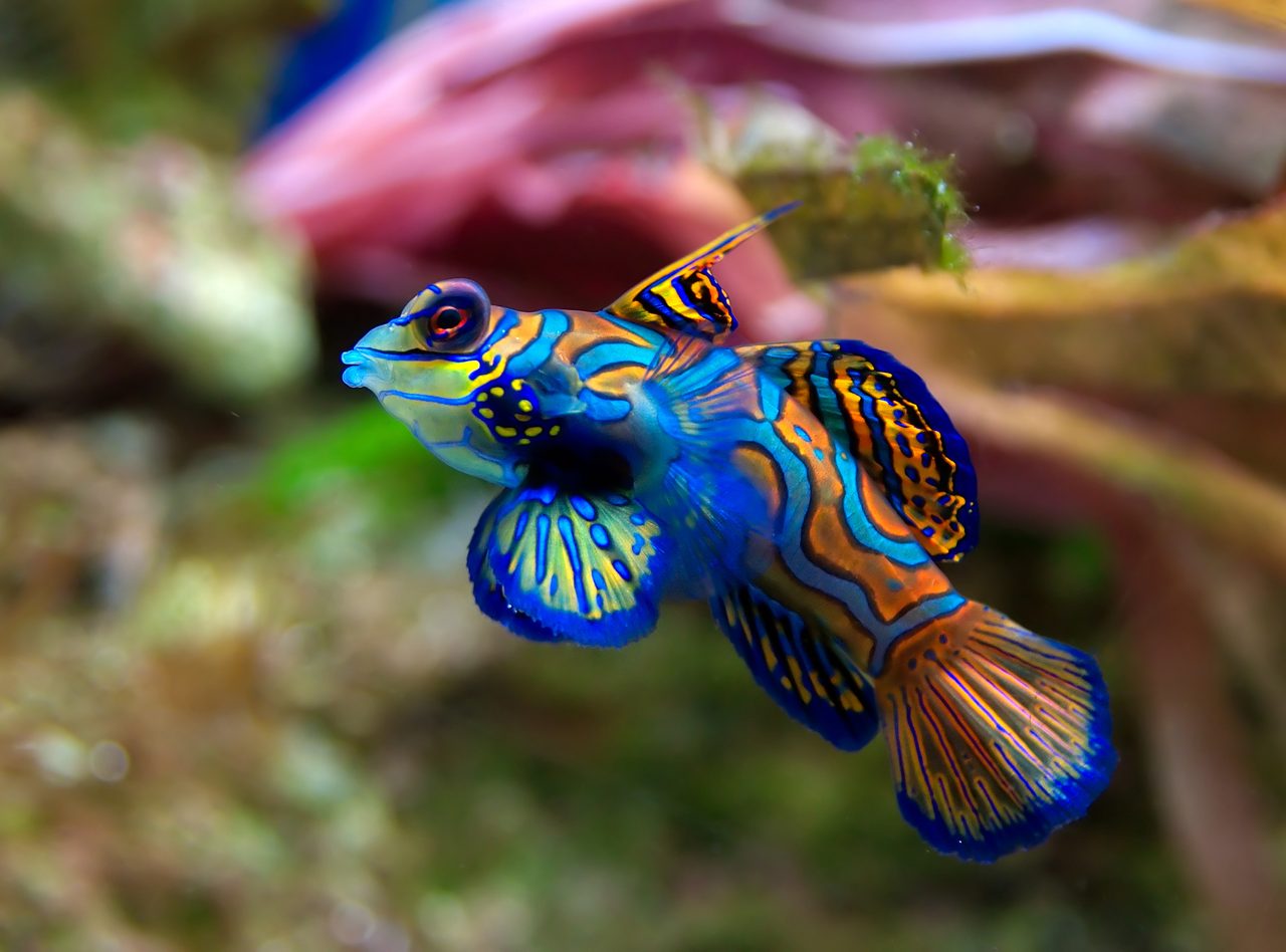 Green Mandarinfish