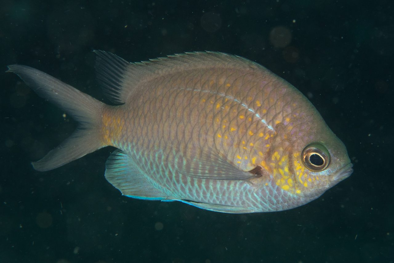 Alpha Chromis
