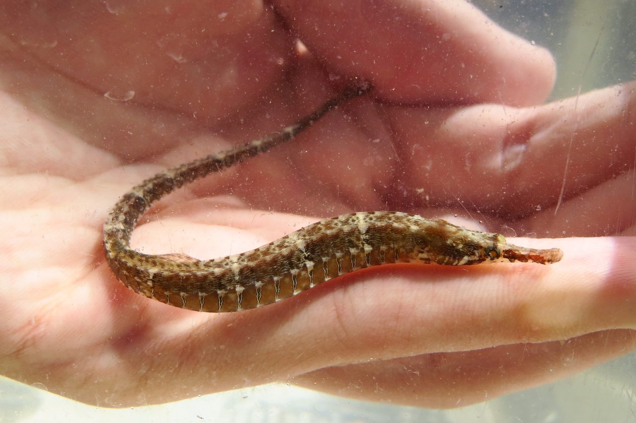 Gulf Pipefish