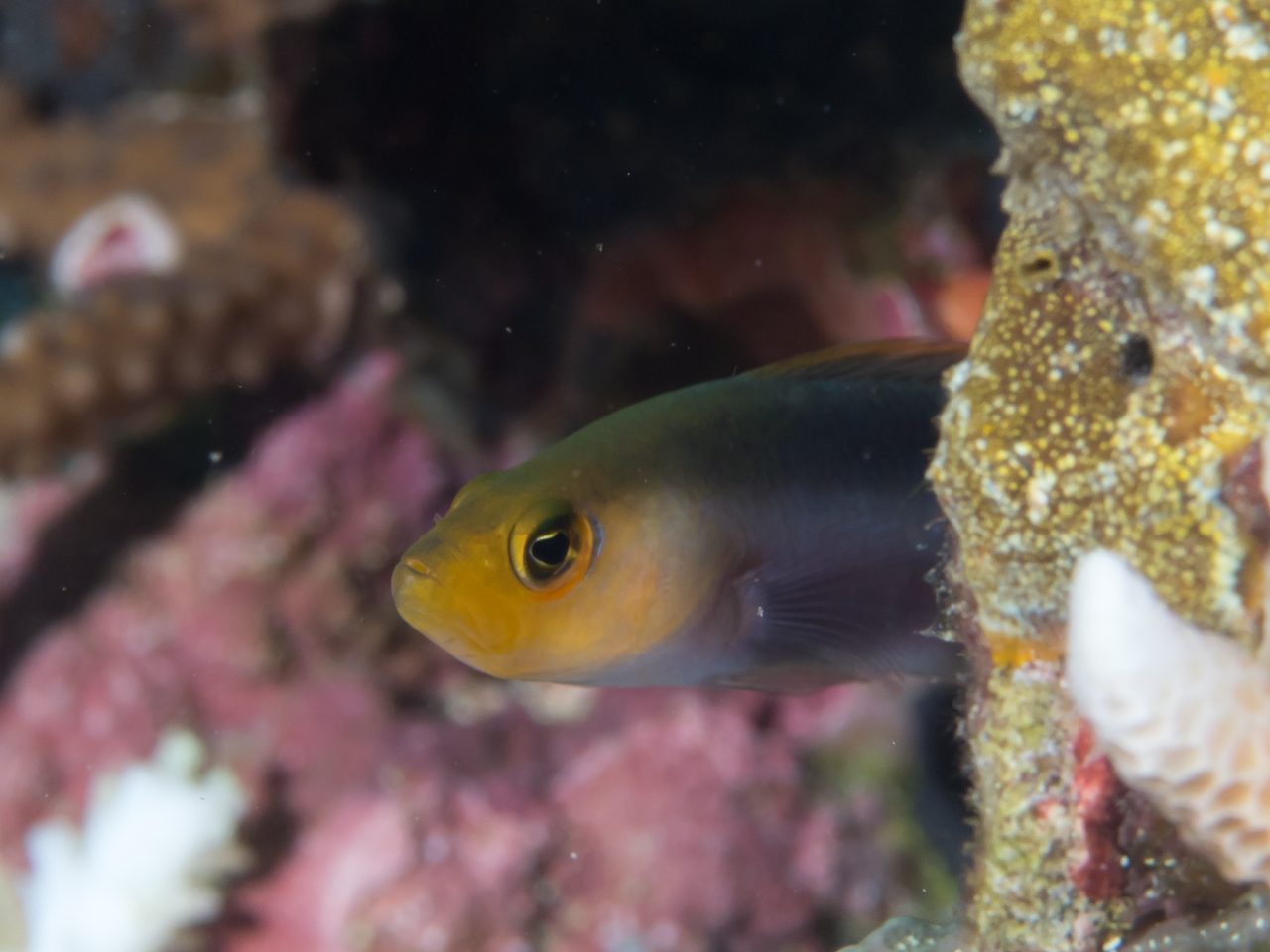Double-Striped Dottyback