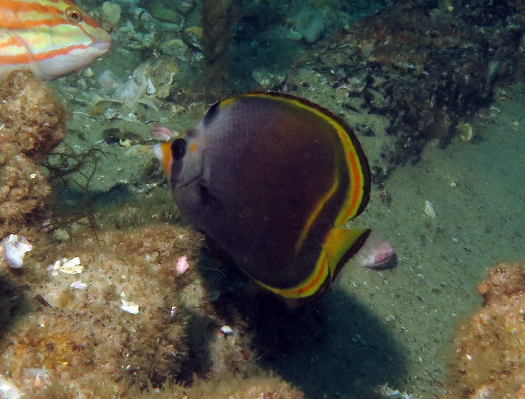 Dusky Butterflyfish