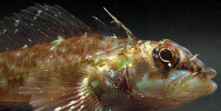 Gold Neon Eviota Goby